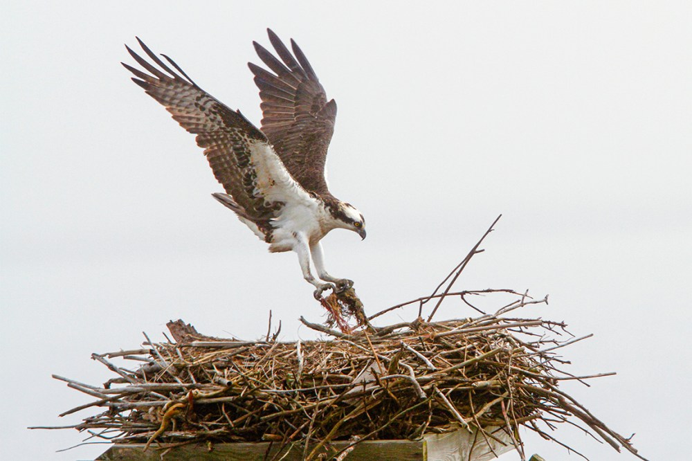 Osprey_Fog_400mmDO_1_4x_7D_MG_5455