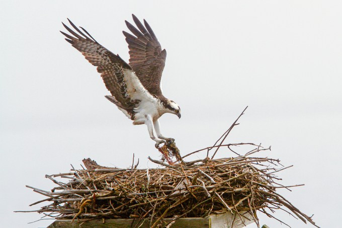 Osprey_Fog_400mmDO_1_4x_7D_MG_5455