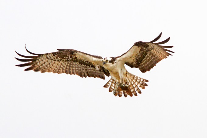 Osprey_fog_v1_400mm_1_4X_7D_MG_5286