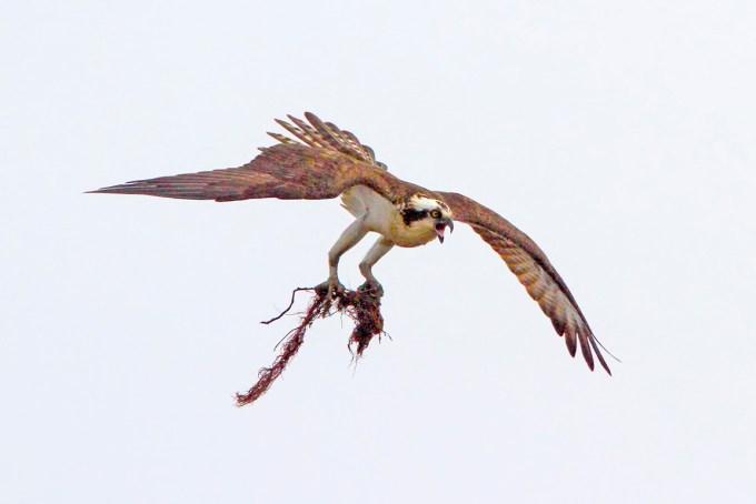 Osprey_Fog_v1_Brig_400mm_D)_1_4X_7D_MG_5436