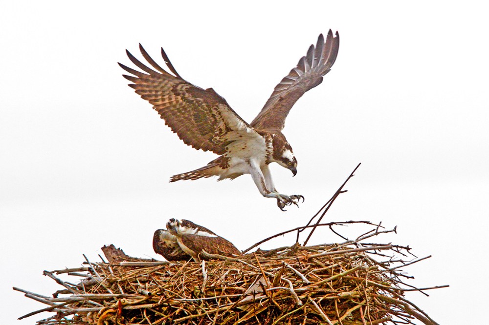 Osprey_Nest_Fog_400mmDO_1_4X_7D_MG_5575