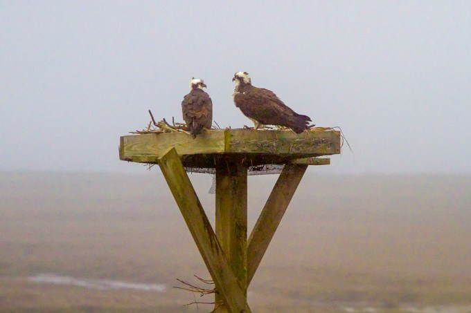 Osprey_Nest_v1_fog_400mm_MG_4834-2