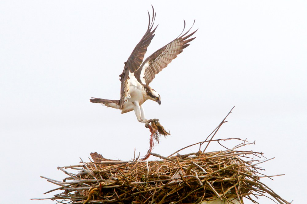 Osprey_v1_Brig_Fog_400mmDO_1_4x_7D_MG_5454