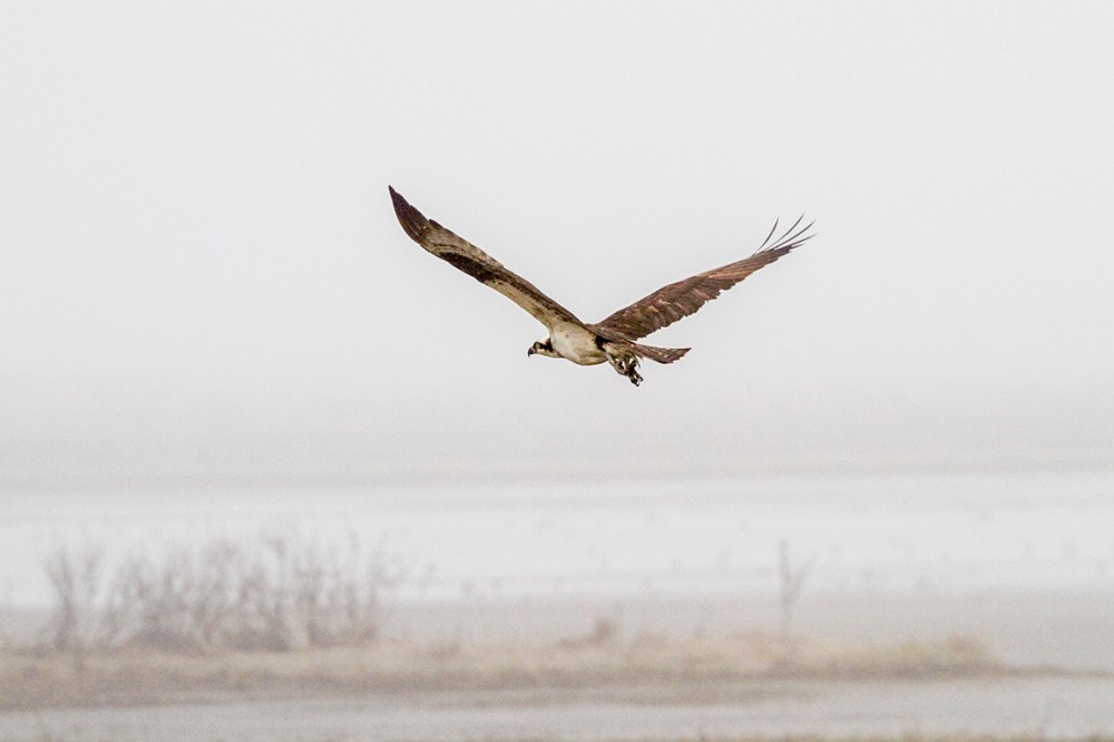 Osprey_v1_Fog_400mmDO _7D_MG_4955
