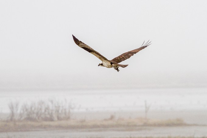 Osprey_v1_Fog_400mmDO _7D_MG_4955