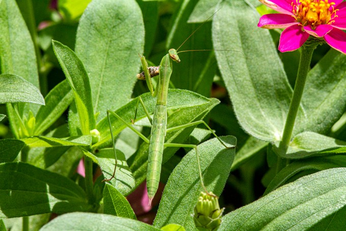 Praying Mantis_v1_300mm_1_4x_7D_MG_1244