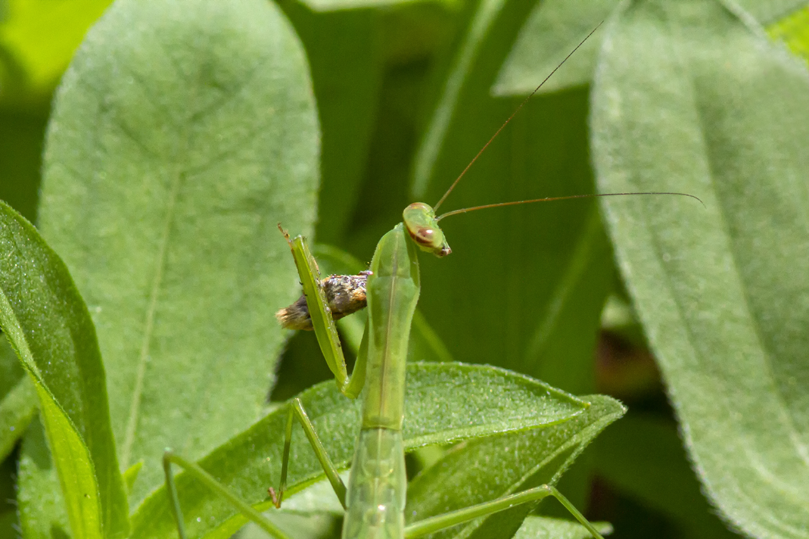 Praying Mantis_v3_300mm_1_4X_300mm_7D_MG_1225