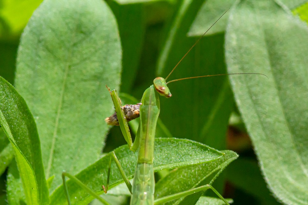Praying Mantis_v3_300mm_1_4X_300mm_7D_MG_1225