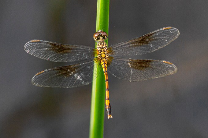 Seaside Dragonlet FM_300mm_1_4X_7D_MG_5179