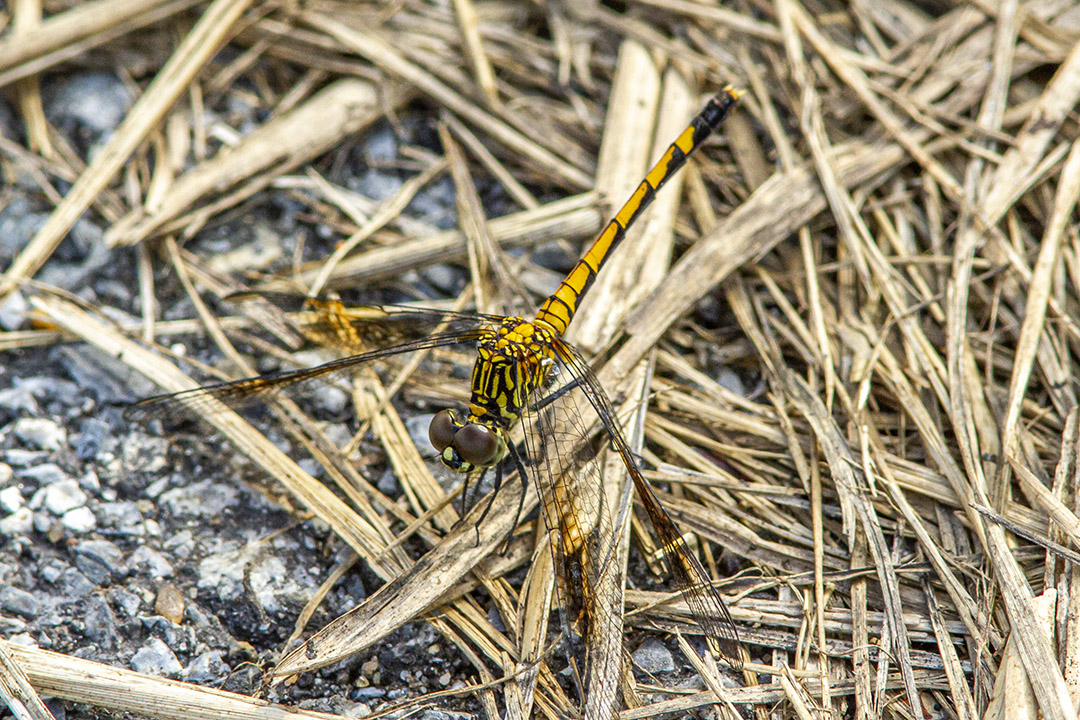 Seaside Dragonlet_300mm-1_4X_7D_MG_4862