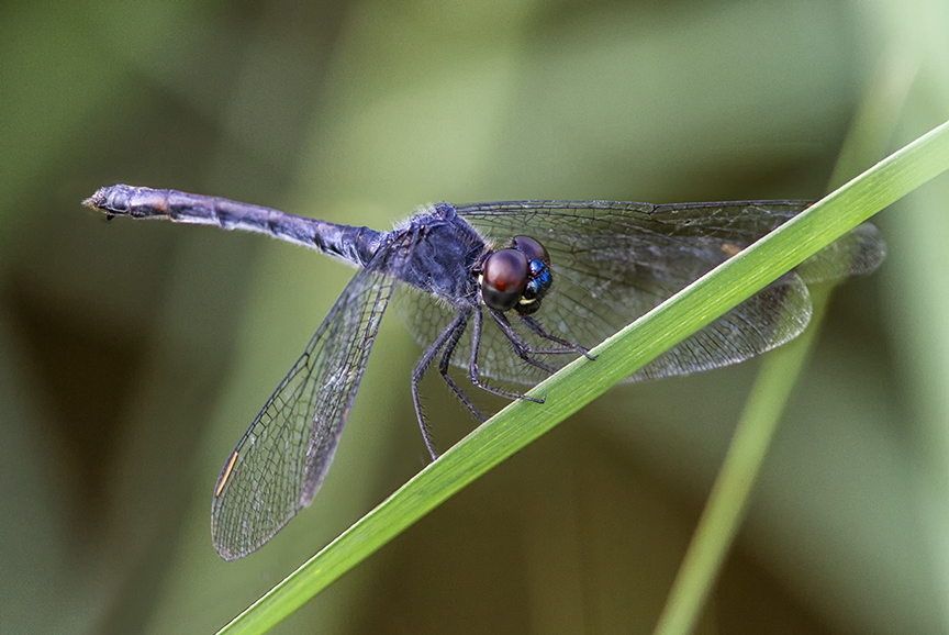 Seaside_Dragonlet_v1_4img_focus blend_BWR_8_18