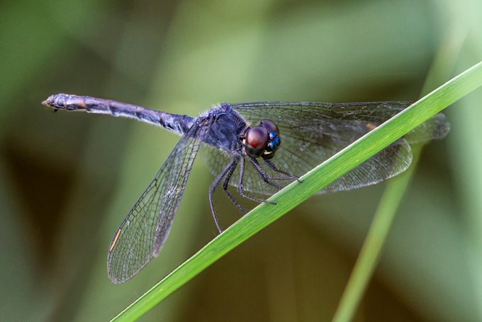 Seaside_Dragonlet_v1_4img_focus blend_BWR_8_18