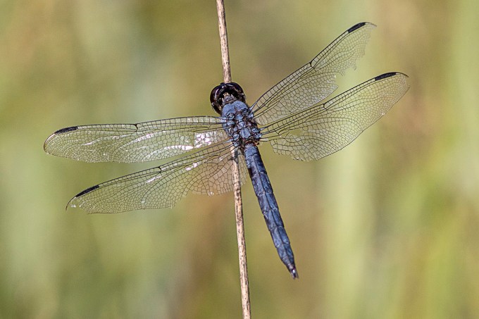 Slaty_Skimmer_V1_600mm_76A5697