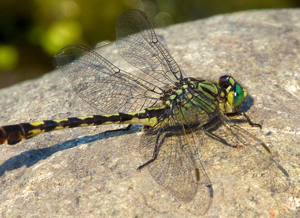 Unicorn Clubtail Dragonfly v2_1_4X 7D_MG_0651