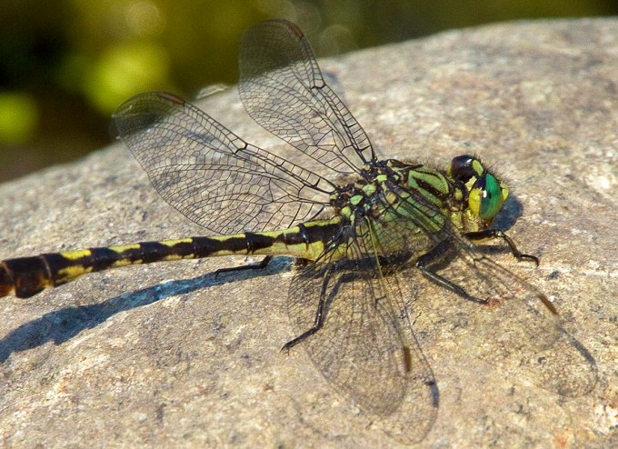Unicorn Clubtail Dragonfly v2_1_4X 7D_MG_0651
