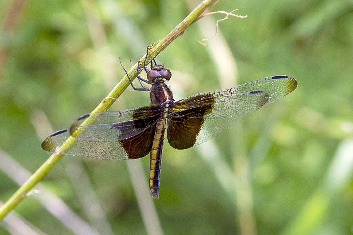 Widow Skimmer_FM_43G6887