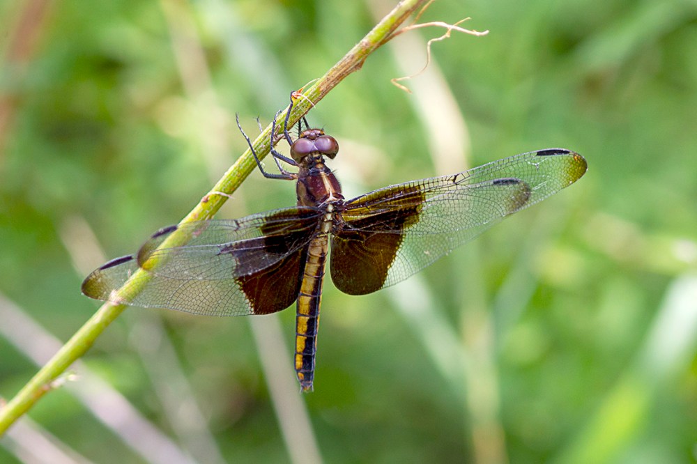 Widow Skimmer_FM_43G6887