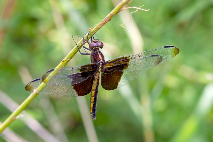 Widow Skimmer_FM_43G6887