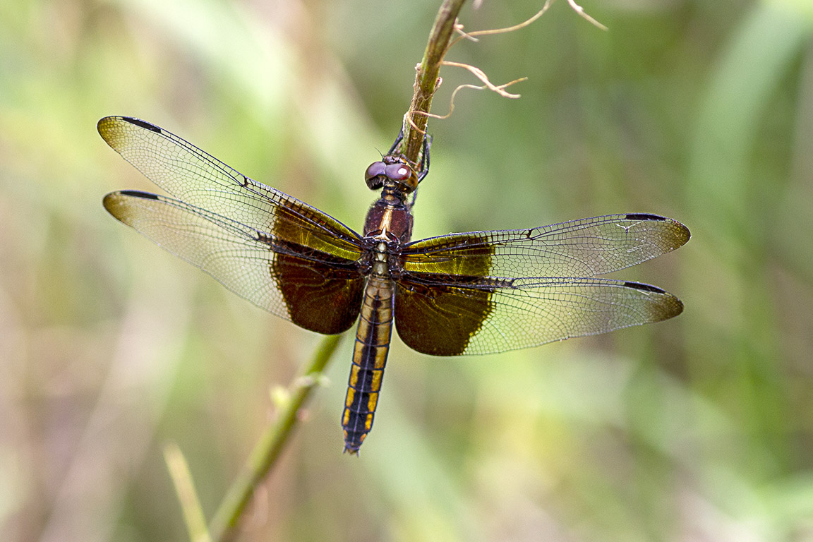 Widow Skimmer_v1_43G6906