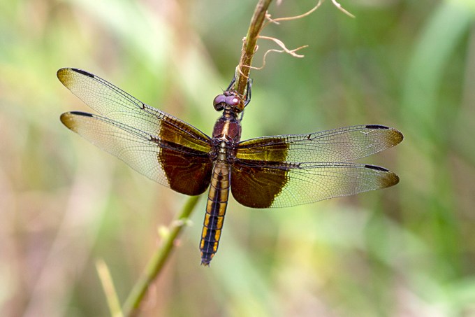 Widow Skimmer_v1_43G6906