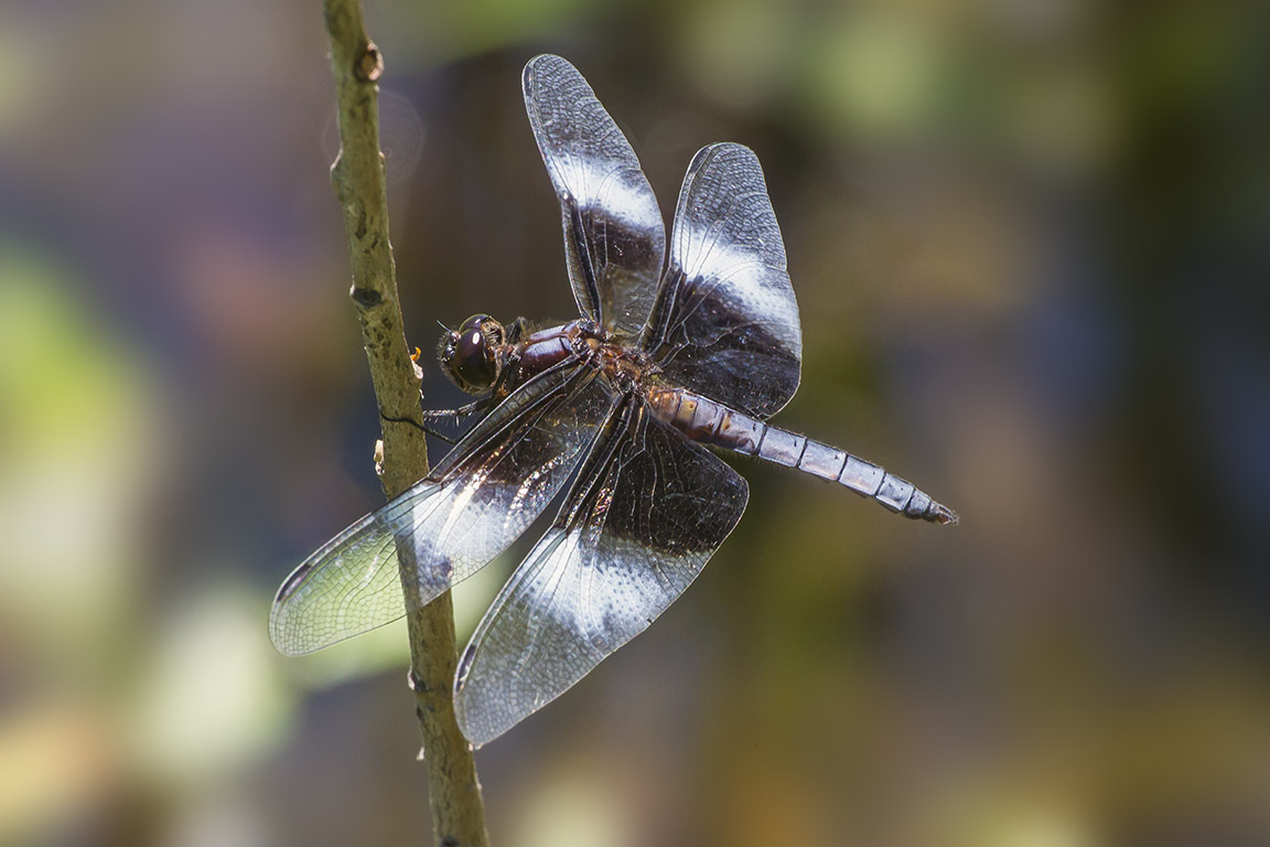 Widow_Skimmer_v1 DM_7_18_43G0552