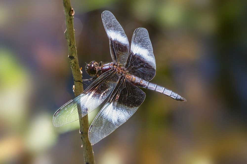 Widow_Skimmer_v1 DM_7_18_43G0552