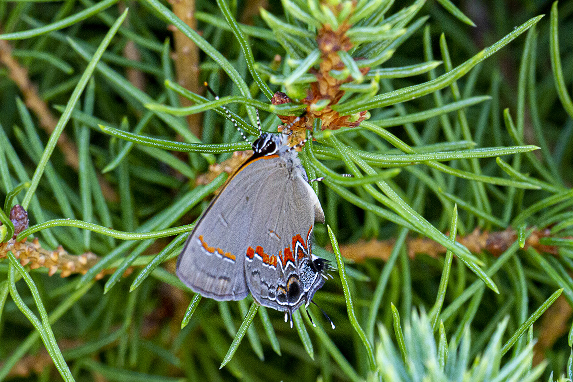 Banded Hairstreak_v2_150mm_2x_7D__MG_1757
