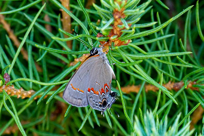 Banded Hairstreak_v2_150mm_2x_7D__MG_1757