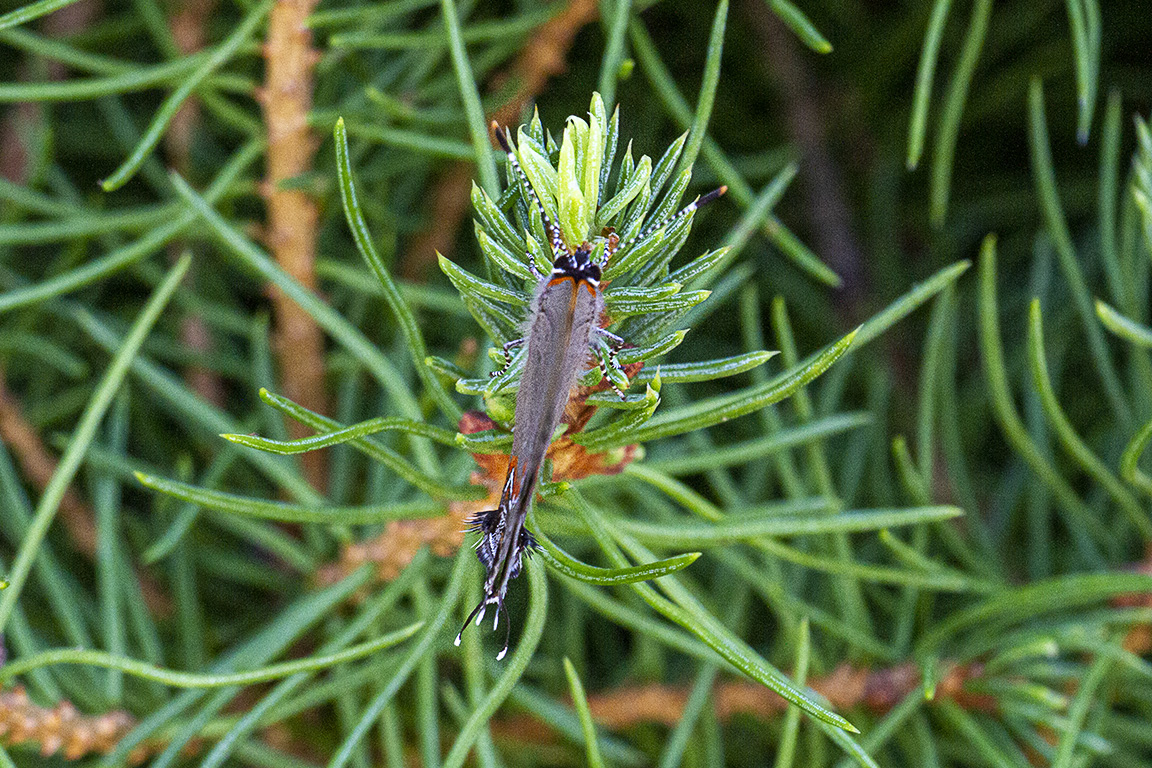 Banded_Hairstreak_v1_150mm f4_2x_7D_MG_1772