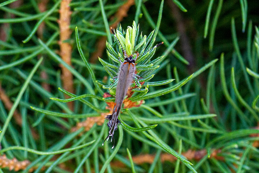 Banded_Hairstreak_v1_150mm f4_2x_7D_MG_1772