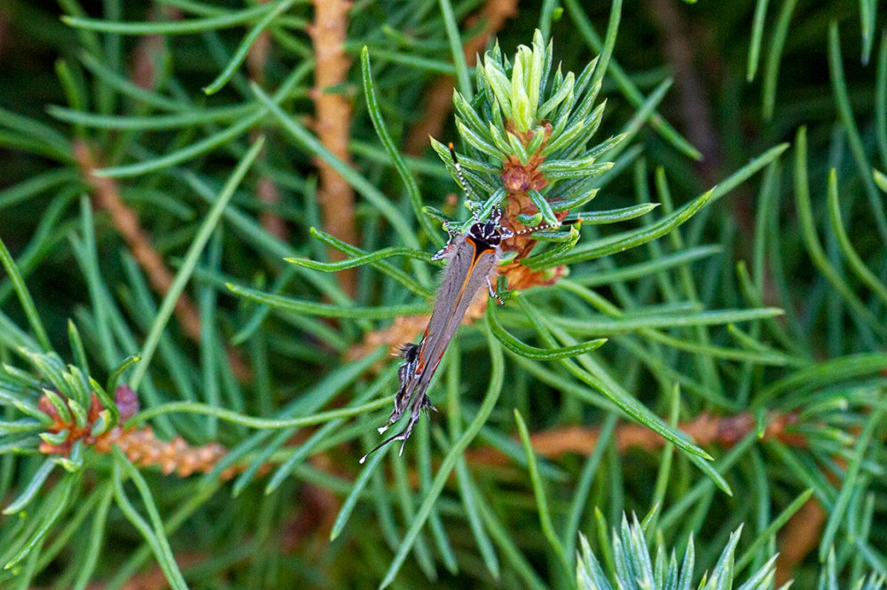 Banded_Hairstreak_v3_MG_1763