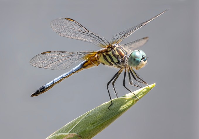Blue Dasher v4