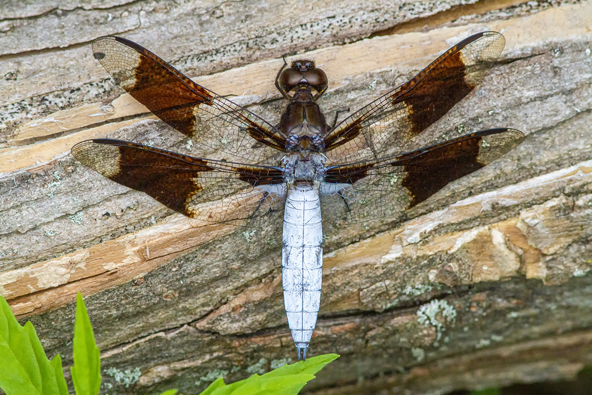Common Whitetail v3 Male_300mm_1_4X_7D 8_20_MG_1816