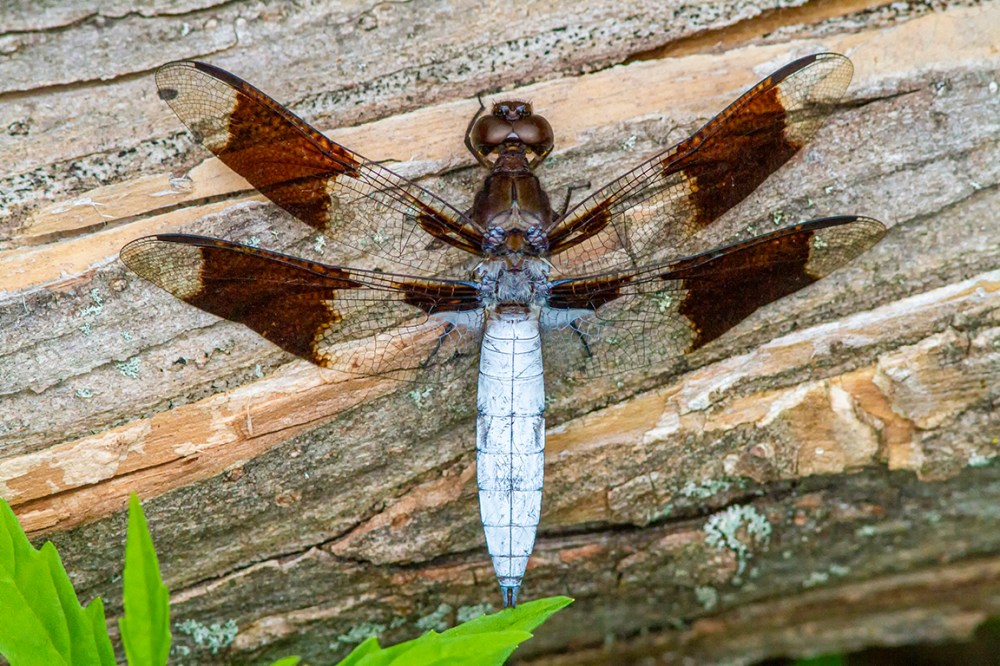 Common Whitetail v3 Male_300mm_1_4X_7D 8_20_MG_1816