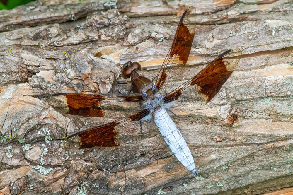 Common Whitetail v3 Male_300mm_1_4X_7D 8_20_v1_MG_1839