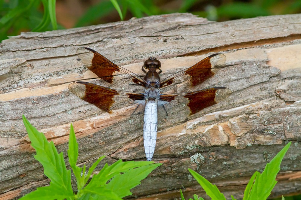 Common Whitetail v3 Male_300mm_1_4X_7D 8_20MG_1793