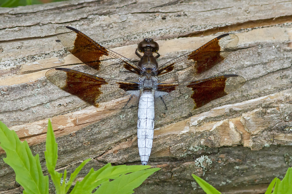 Common Whitetail v3a_Male_300mm_1_4X_7D 8_20MG_1793