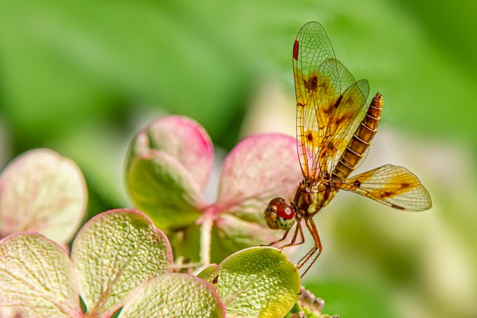 Eastern _Amberwing_FM_300mm_v4_1_4X_f16_1DmkIV_43G0358