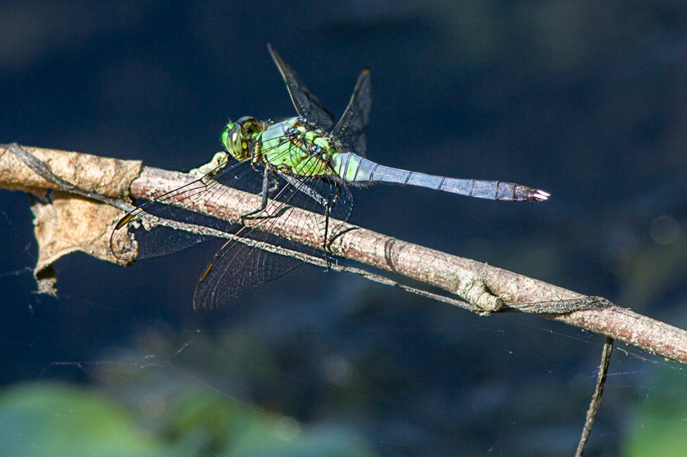 Eastern Pondhawk_v1_male_DM_m43_300mm_MG_3738