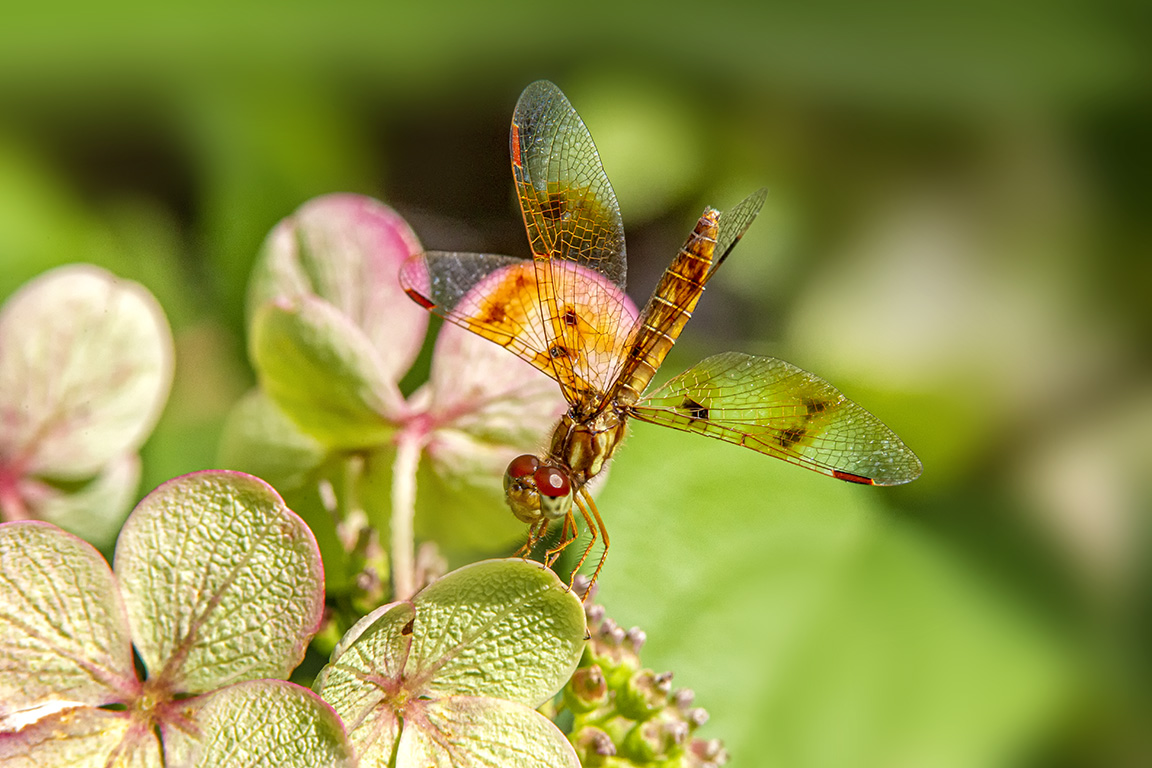 Eastern_Amberwing_FM_300mm_v3_1_4X_1DmkIV_43G0379