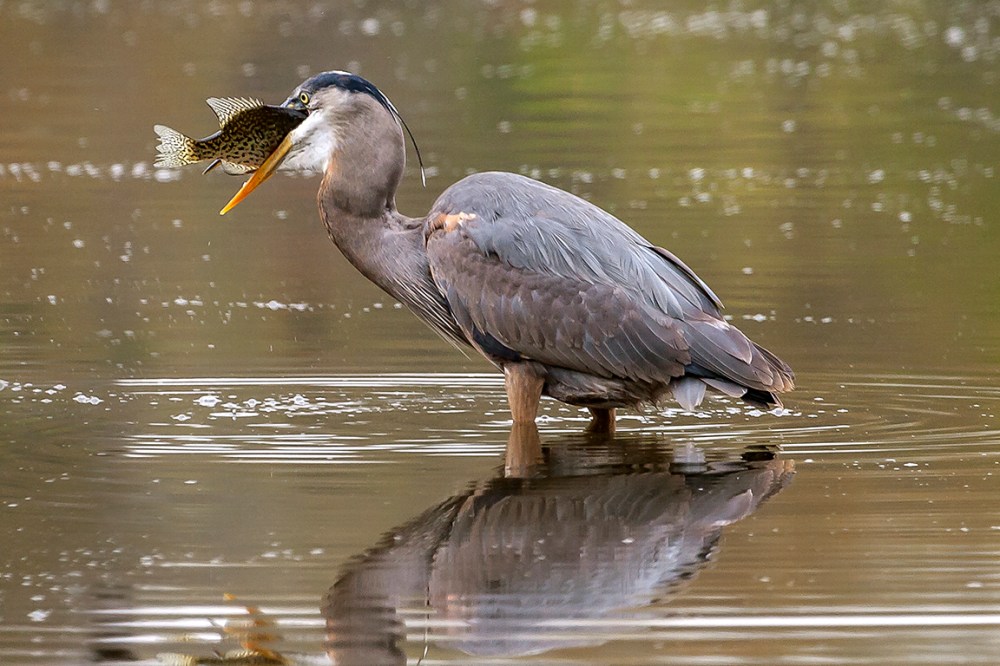 GBH v2 CF 06_MG_0379