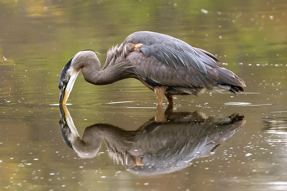 GBH v2 CF 06_MG_0381