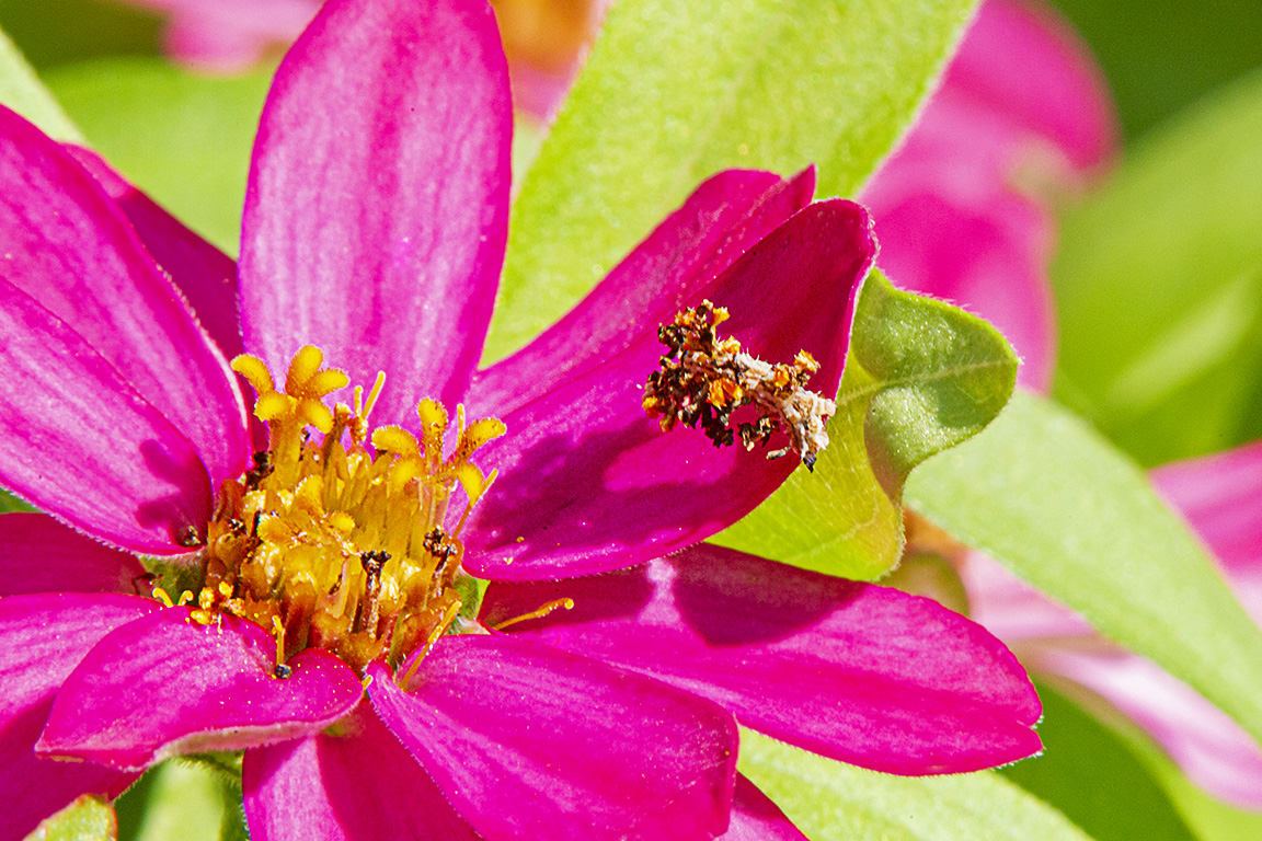 Junk Bug_300mm_1_4X_1Dmk_IV_43G0632