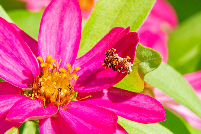 Junk Bug_300mm_1_4X_1Dmk_IV_43G0632