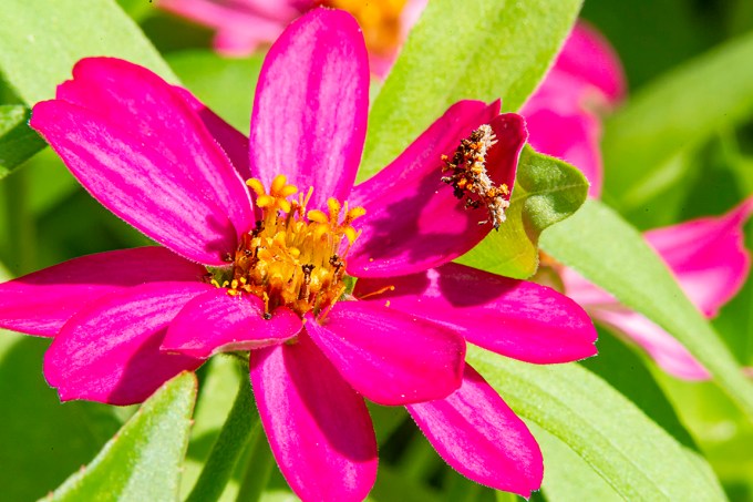 Junk Bug_zinniz_v1_300mm _1_4X_1DmkIV f22__43G0625-2