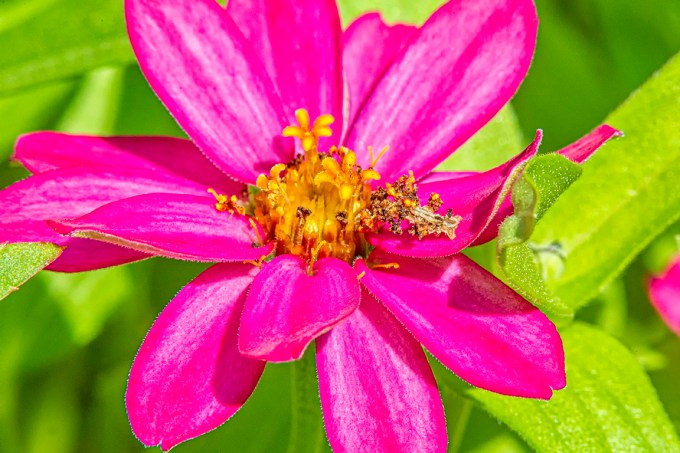 Junk_Bug v2 feat_300mm_1_4x_1DmkIV_43G0692