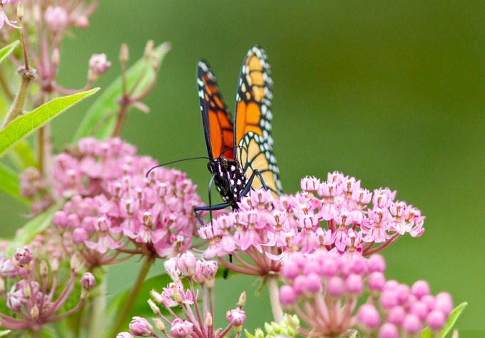 Monarch_v1_2img stk_300mm_1_4X_7D_MG_1942