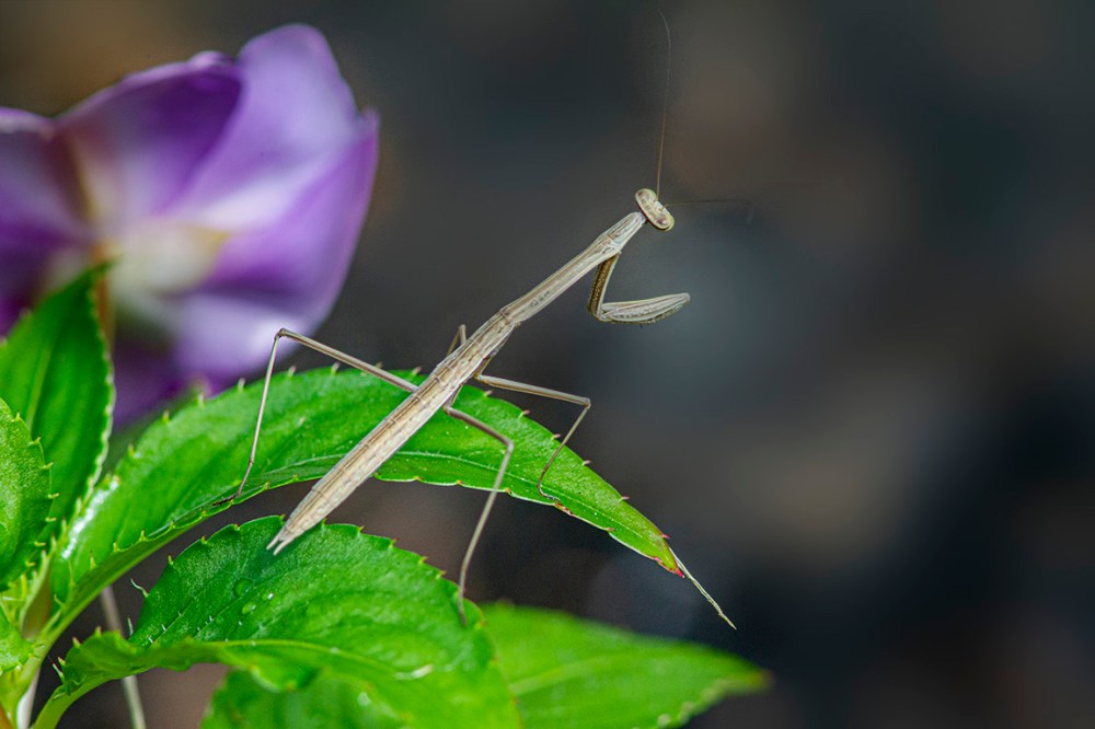 Prating Mantis_v2_300mm_2X_1DmkIV_43G0993