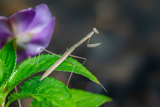 Prating Mantis_v2_300mm_2X_1DmkIV_43G0993