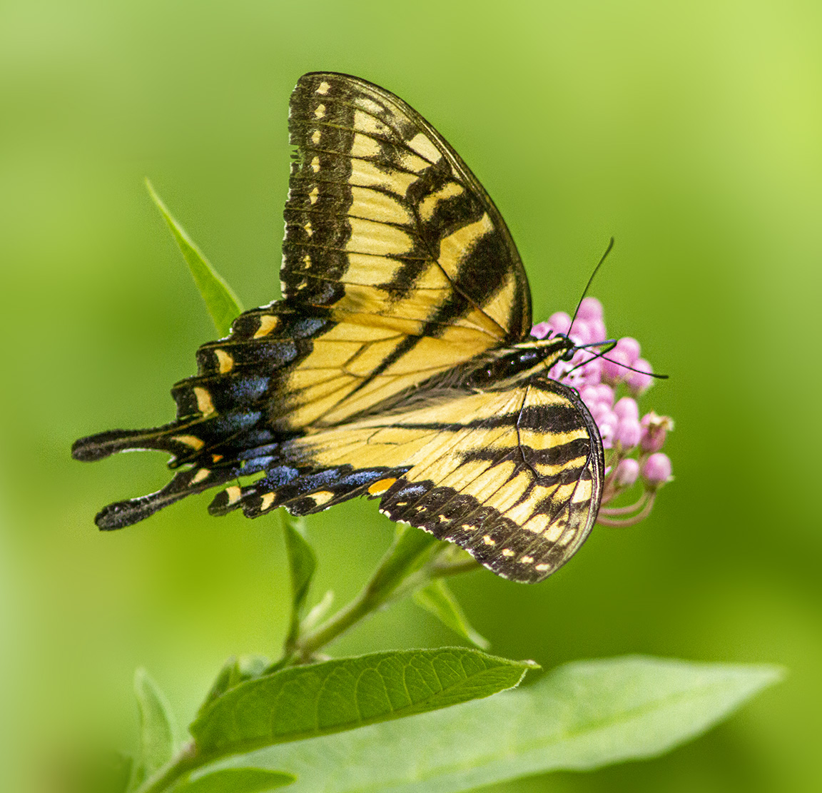 Swallowtail_v4_960mm_7D_MG_2578